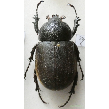 Chalcosoma atlas (Linnaeus, 1758) female Indonesia, Sulawesi 47mm38